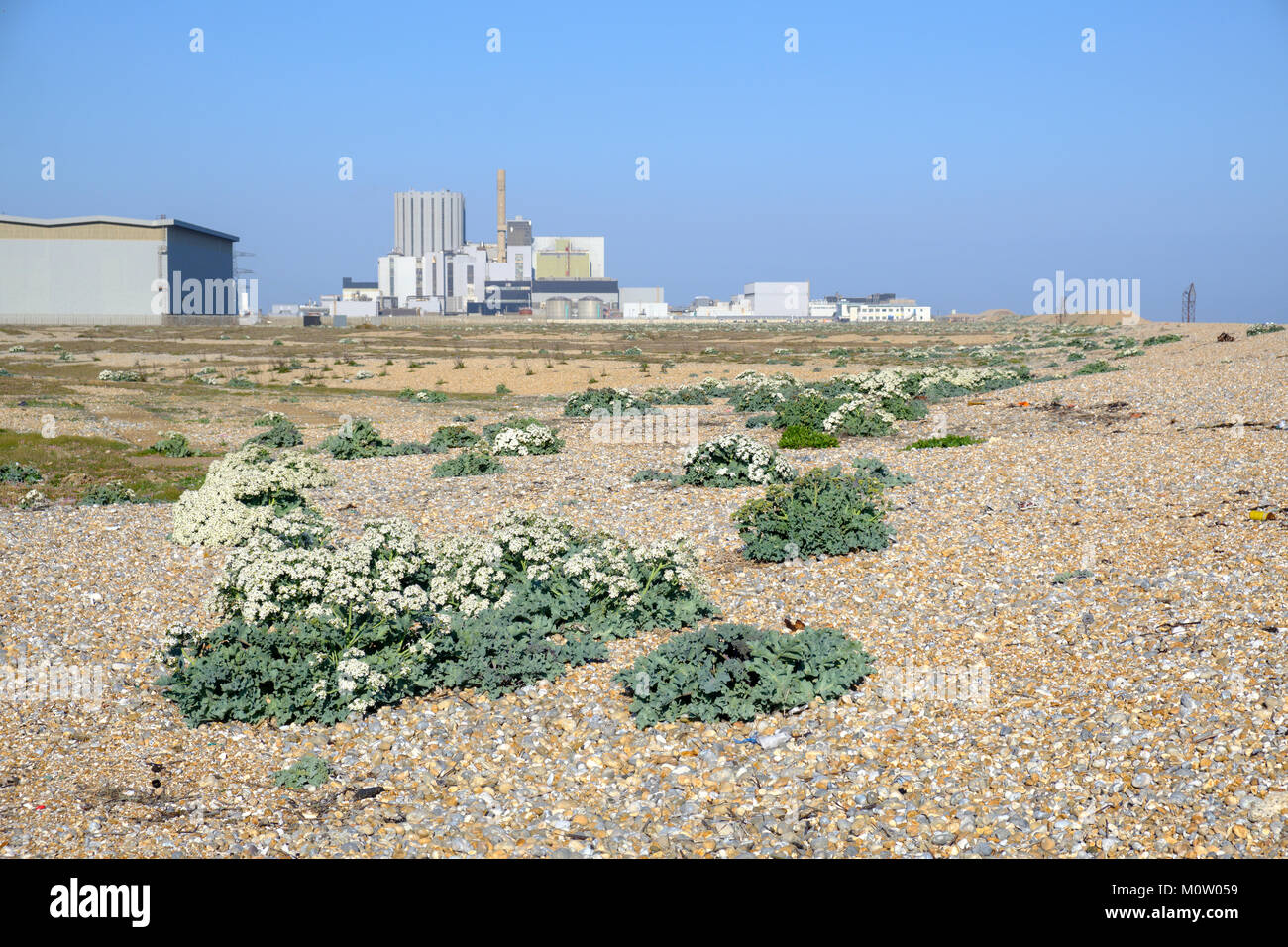 Cavolo riccio di mare (Crambe Maritima) cresce su una spiaggia di ciottoli, Dungeness vicino a Dungeness centrale nucleare, Kent, Inghilterra Foto Stock