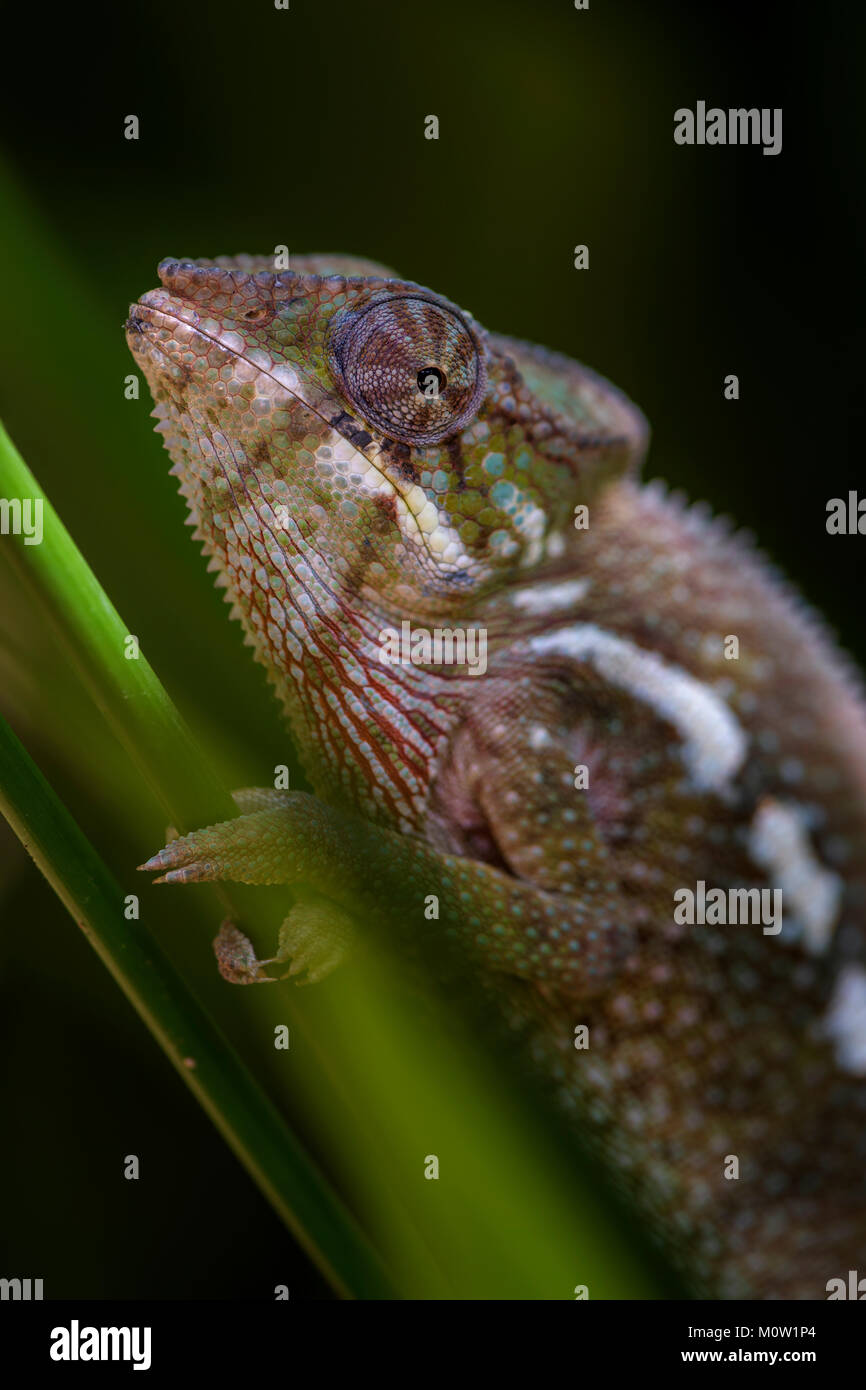 Panther Chameleon - Furcifer pardalis, Madagascar. Bella lucertola dal Madagascar foresta di pioggia. Endemico colorato. Foto Stock