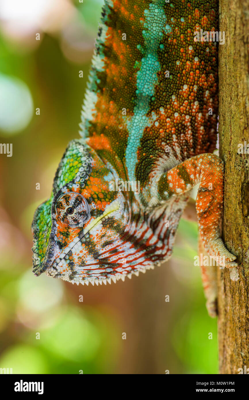 Panther Chameleon - Furcifer pardalis, Madagascar. Bella lucertola dal Madagascar foresta di pioggia. Endemica lucertola colorati. Foresta di pioggia. Ritratto di Safari Foto Stock