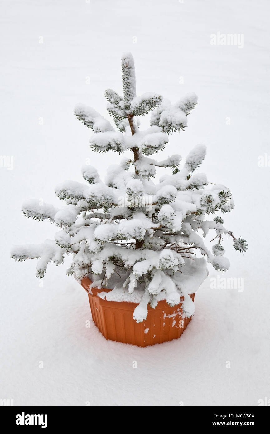 Un piccolo albero di Natale in una vasca, mettere fuori al freddo e neve dopo Natale. Foto Stock