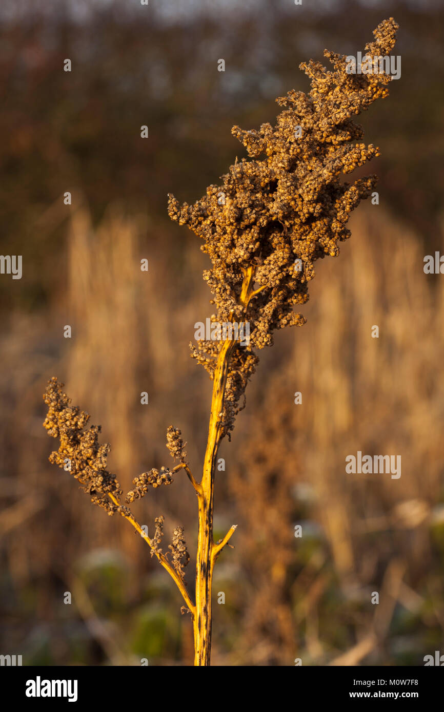 Una chiusura di un testa di semi in un margine di campo coltivate con sementi di graminacee cuscinetto fornendo un inverno fonte di cibo per uccelli e animali selvatici. Foto Stock