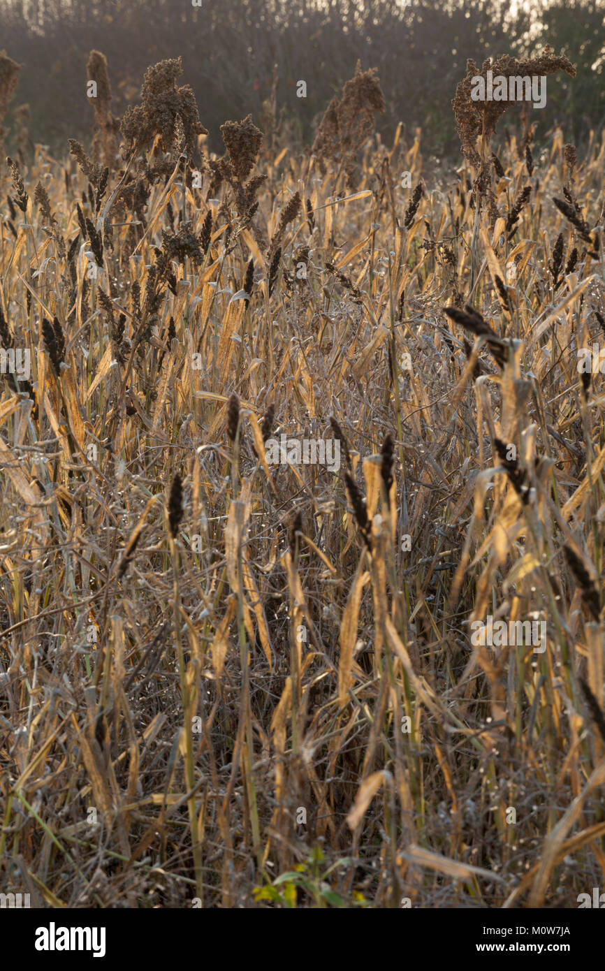 Un margine di campo seminato con erbe selvatiche, i loro semi fornendo una fonte di cibo per uccelli e animali selvatici in inverno, vicino Holdenby, Northamptonshire, Inghilterra. Foto Stock