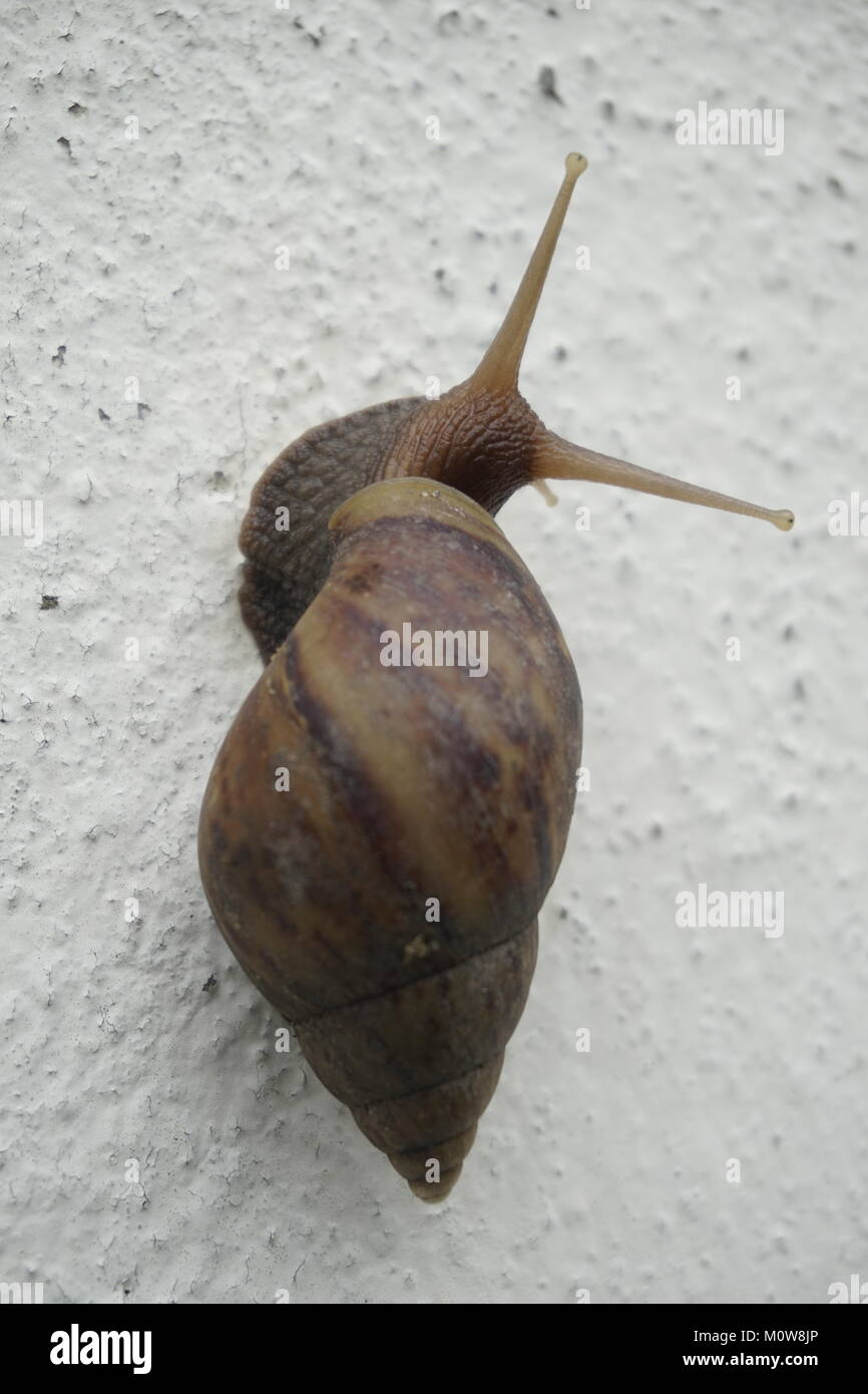 Snail strisciando su una parete Foto Stock