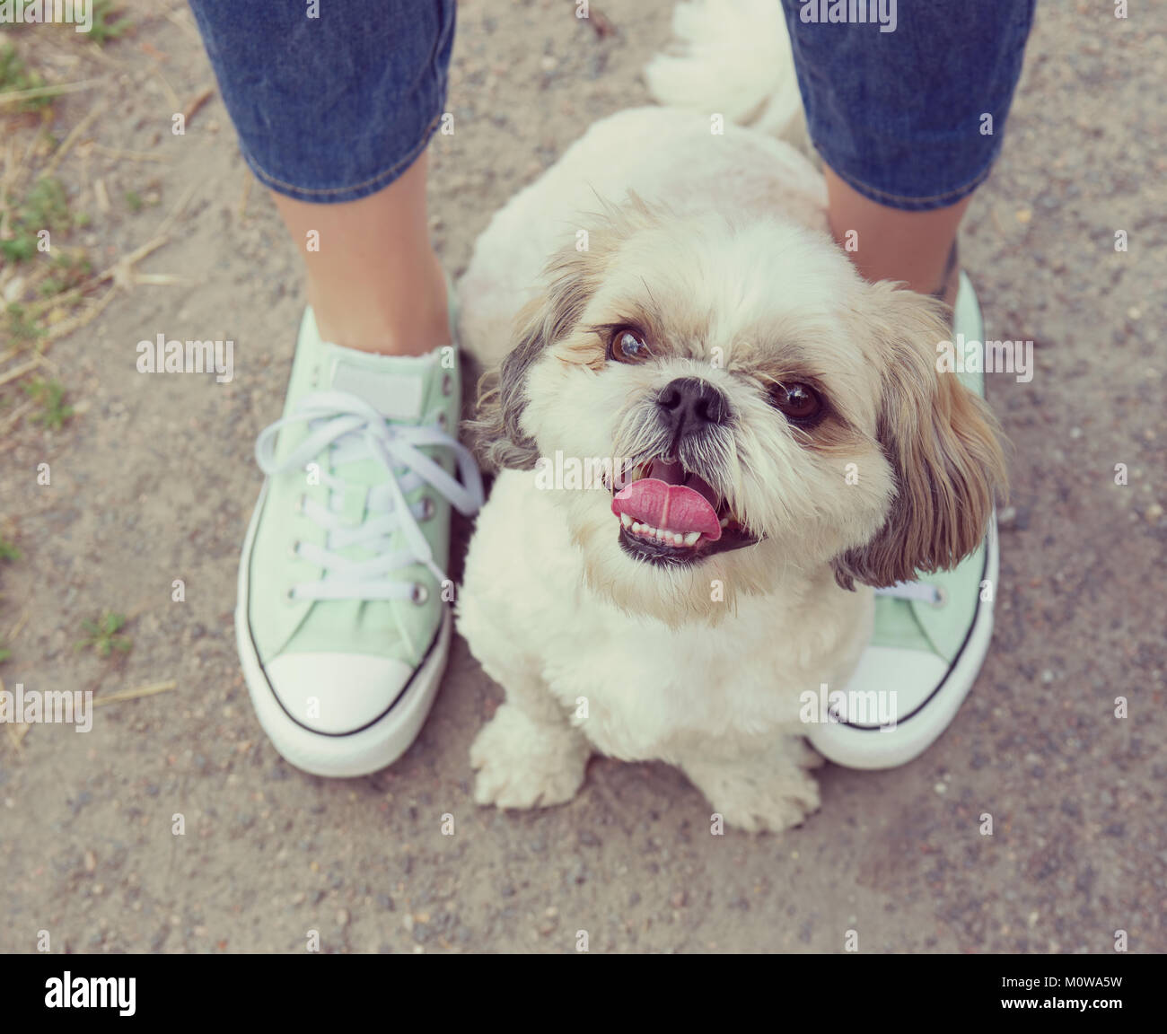 Dog paw piedi accanto al proprietario -- camminando insieme (instagram tonica) Foto Stock