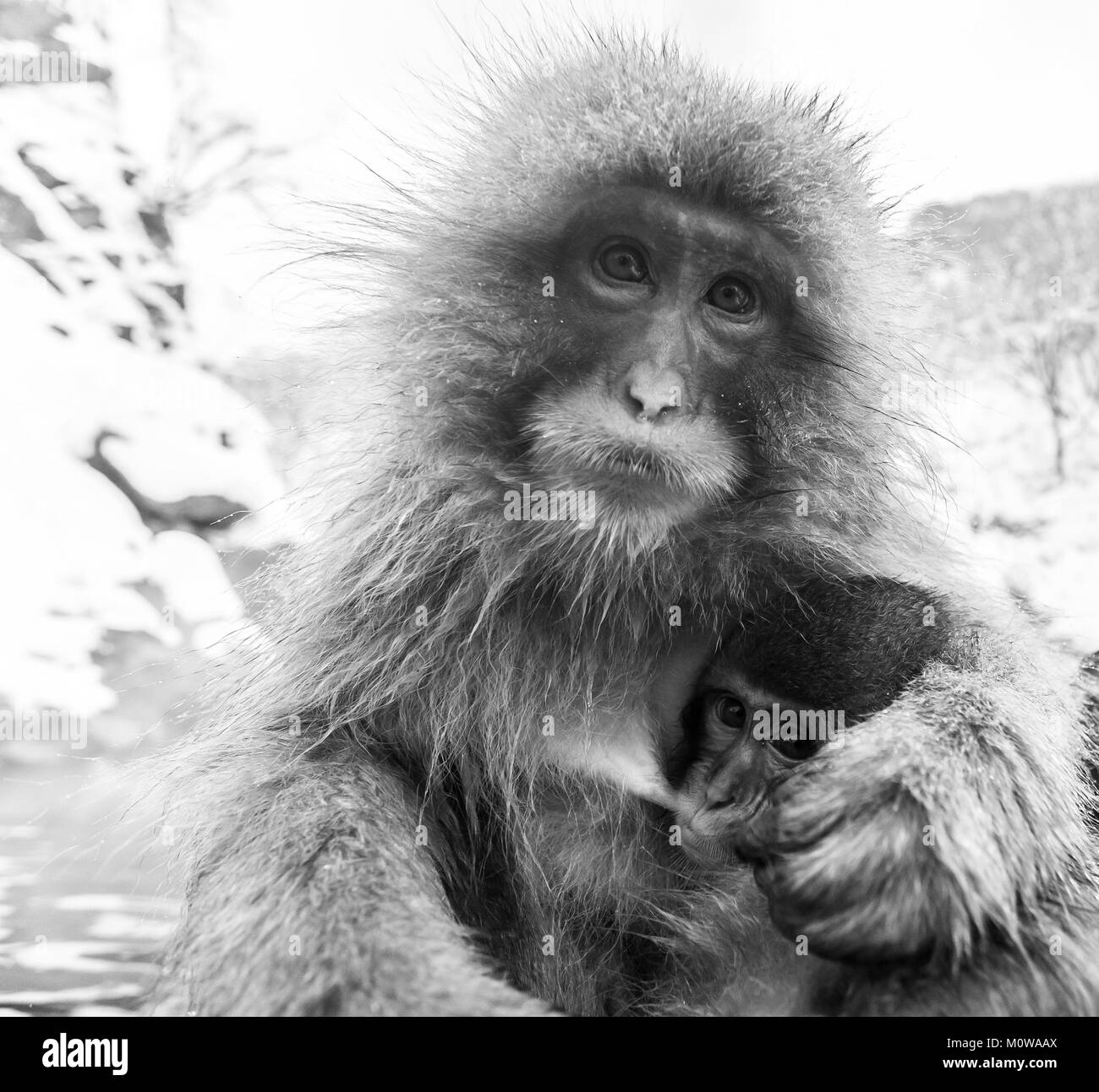 Giapponese scimmie di neve la madre e il bambino in una primavera calda in corrispondenza di Jigokudani Yaen-Koen (Wild Snow Monkey Park), Prefettura di Nagano, Giappone. Immagine in bianco e nero Foto Stock