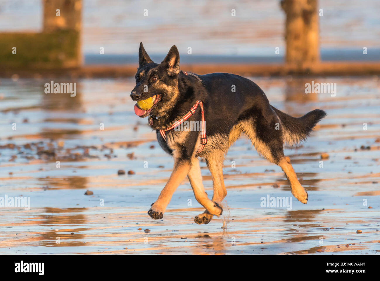 Pastore Tedesco o cane alsaziano in esecuzione su di una spiaggia di sabbia con una palla nella sua bocca. Foto Stock