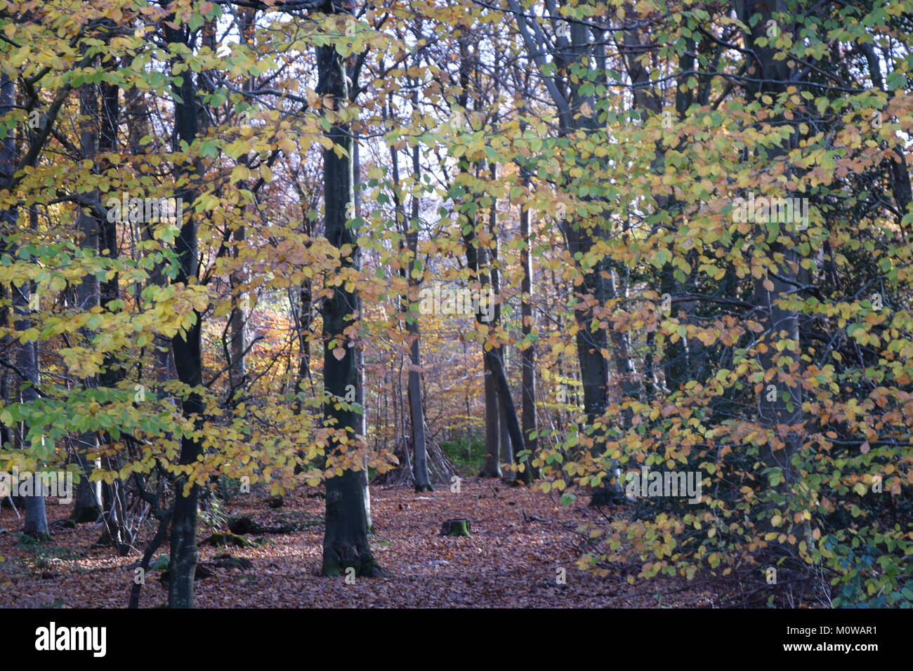 Autunno in boschi SLINDON, WEST SUSSEX. Parte del National Trust-OWNED SLINDON STATION WAGON. Foto Stock