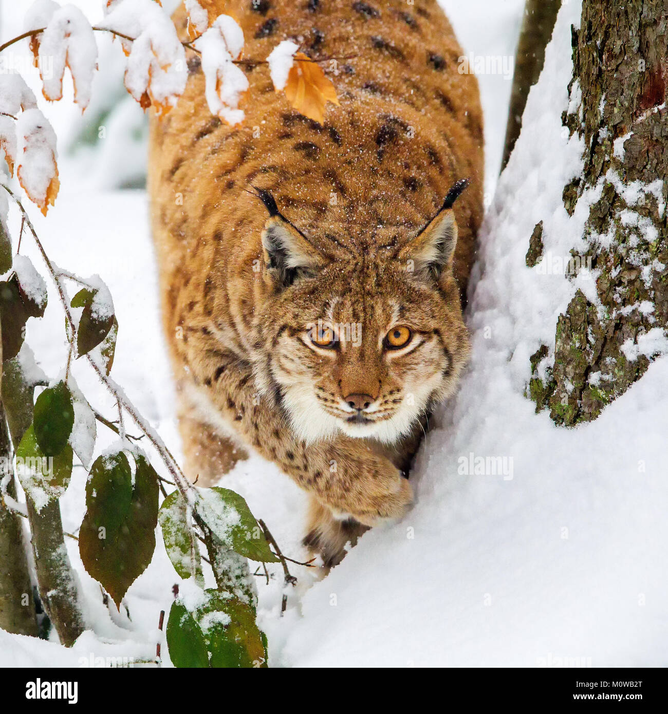 Eurasian (Lynx Lynx lynx) nella neve nel contenitore degli animali nel Parco Nazionale della Foresta Bavarese, Baviera, Germania. Foto Stock