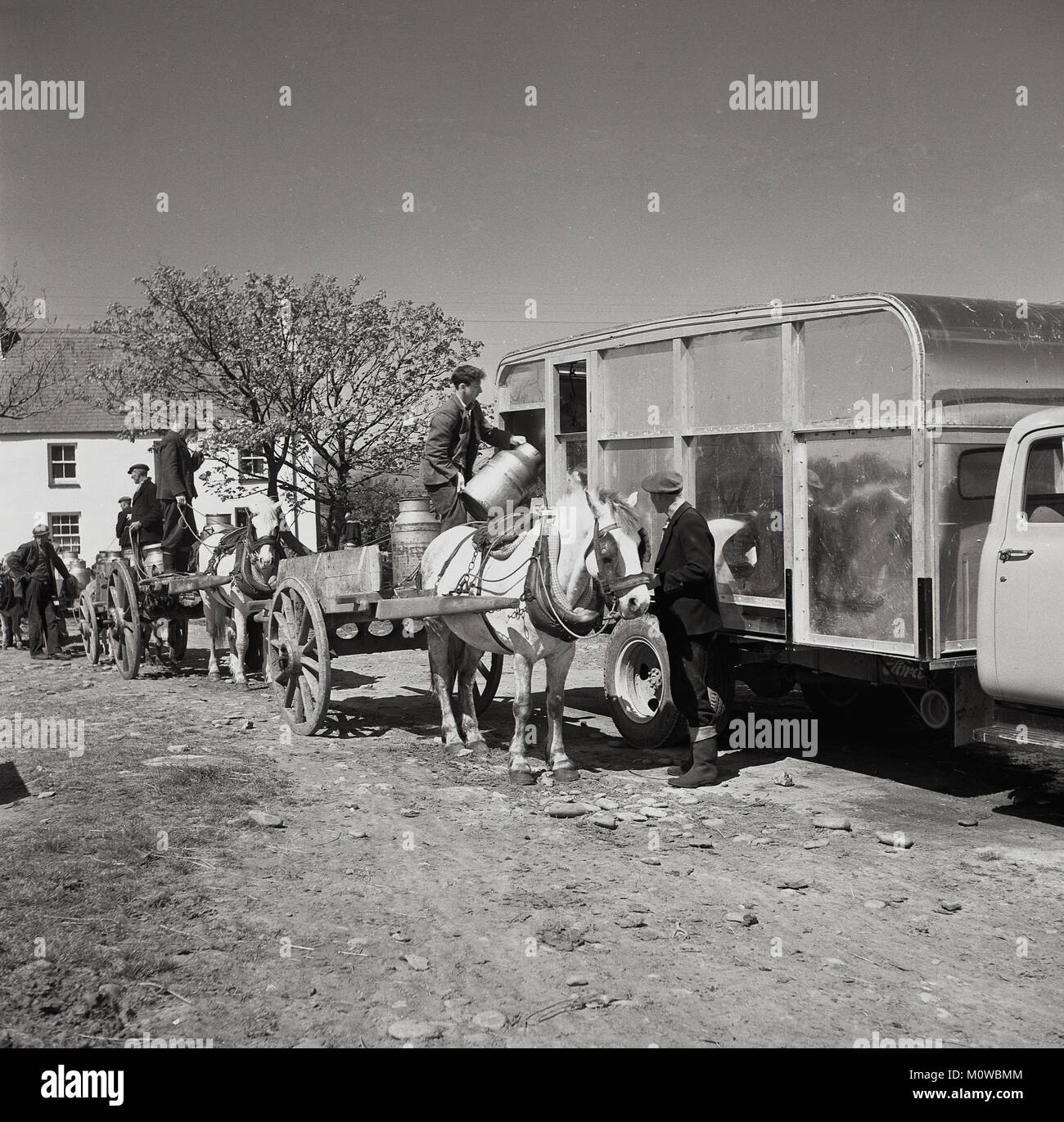 Anni '50, storico, un piccolo detentore irlandese in piedi sul retro del suo cavallo e carrello scaricare il latte dalle sue zane di latte in un furgone mobile per il latte, Irlanda. Il furgone si sposterebbe nelle zone rurali irlandesi raccogliendo il latte dai piccoli agricoltori prima di portarlo in un caseificio centrale. Foto Stock