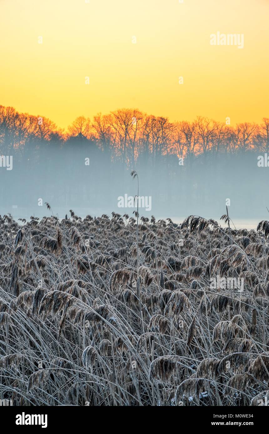 Incantevole paesaggio invernale. Secco piante smerigliato dal lago al mattino. Foto Stock