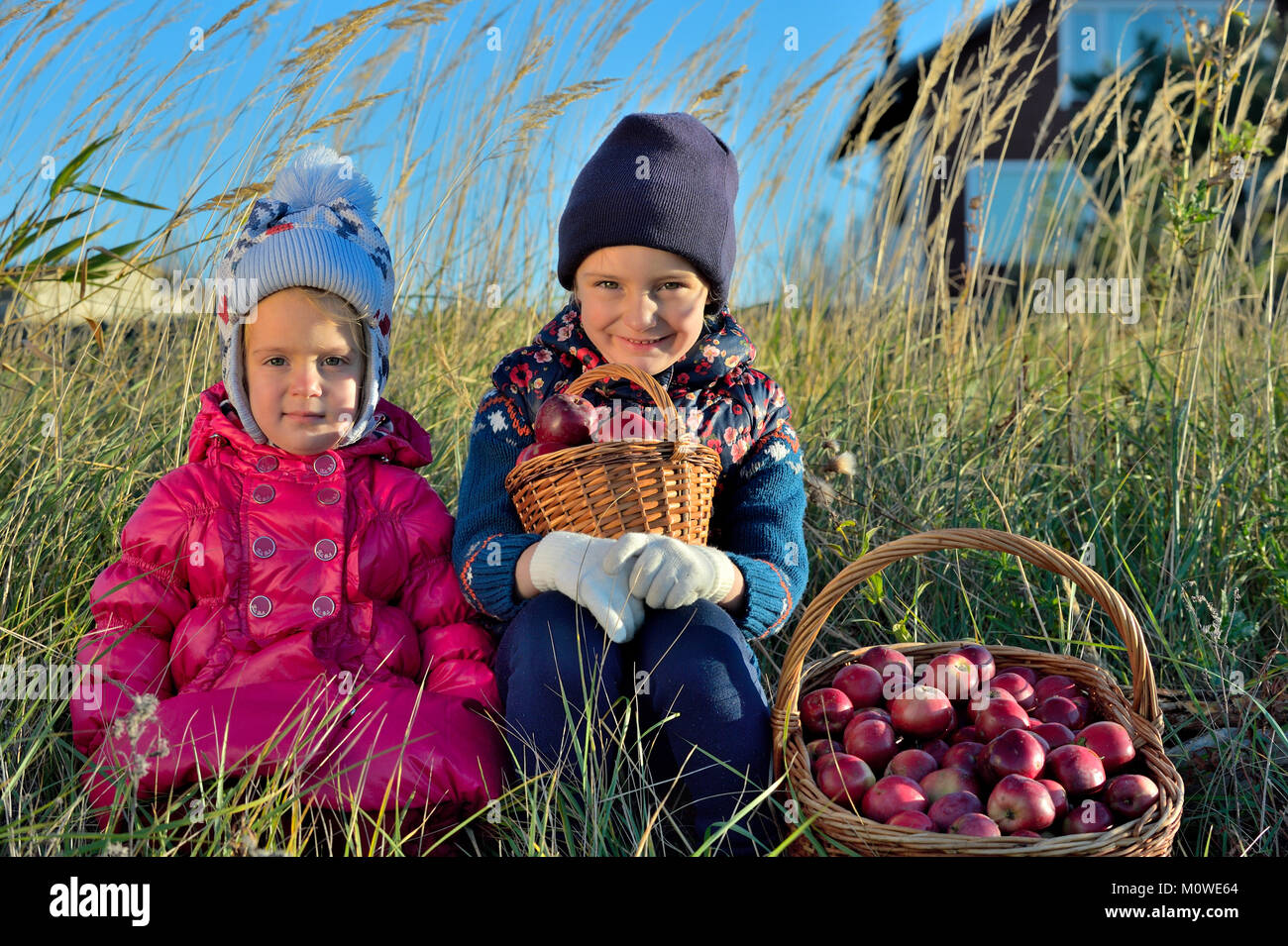 Bambino la raccolta di mele in una fattoria in autunno. Bambina la riproduzione in apple tree Orchard. Kids pick frutto in un cestello. Divertimento all'aperto per i bambini. Un sano nu Foto Stock