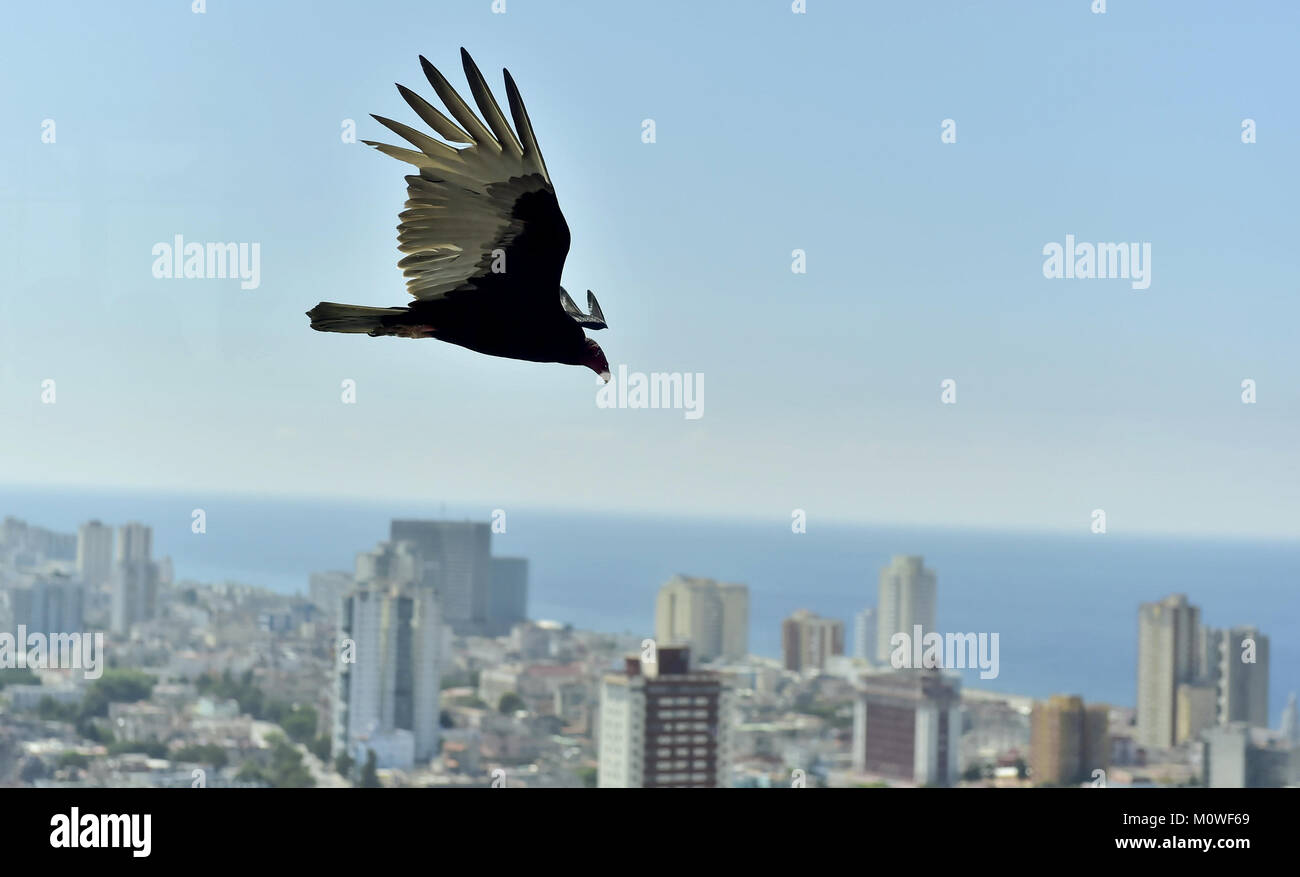 Il avvoltoi americani (Cathartidae Lafresnaye) a svettare su Havana Cuba. Birds Eye vista sulla città dell Avana, Cuba. Foto Stock