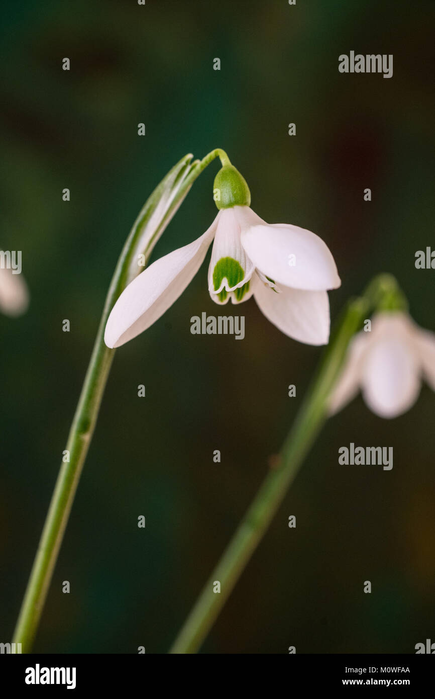Chiusura del fiore del singolo snowdrop Galanthus rhizahensis Foto Stock