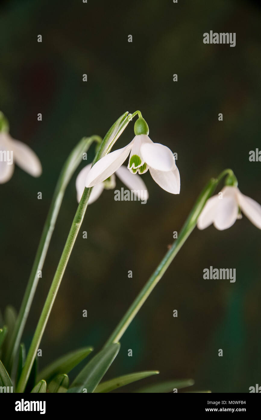 Chiusura del fiore del singolo snowdrop Galanthus rhizahensis Foto Stock