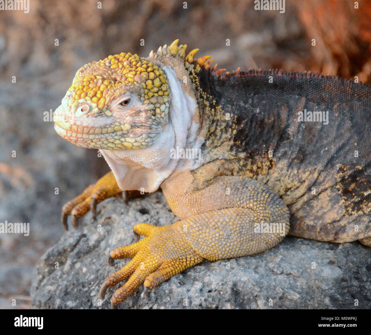 Terra Galapagos iguana (Conolophus subcristatus) Foto Stock