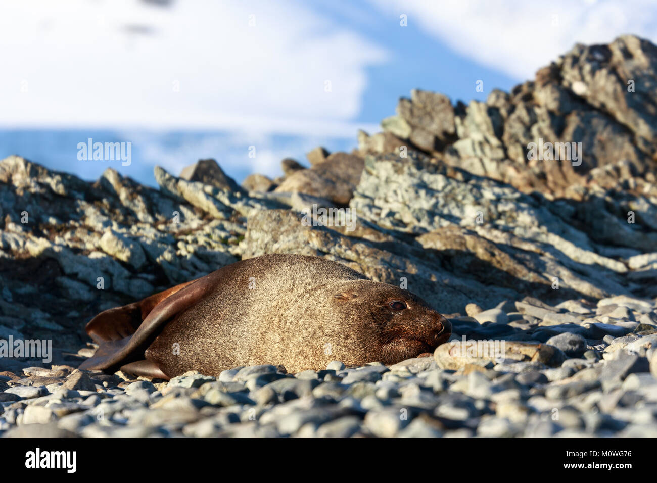 Guarnizione di appoggio su di una spiaggia di Half Moon Island, Antartico Foto Stock