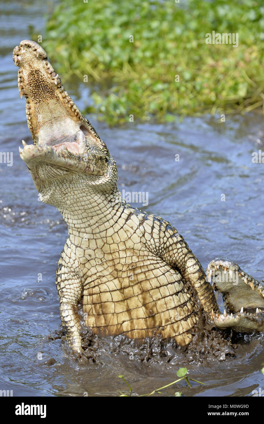 Attacco di coccodrillo. Coccodrillo cubano (Crocodylus rhombifer). Il coccodrillo cubano salta fuori dall'acqua. Cuba Foto Stock