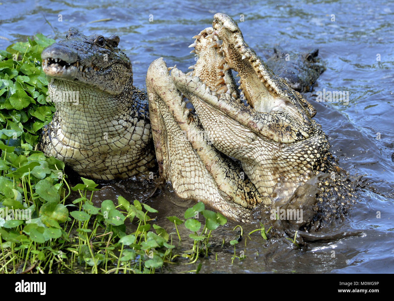 Attacco di coccodrillo. Coccodrillo cubano (Crocodylus rhombifer). Il coccodrillo cubano salta fuori dall'acqua. Cuba Foto Stock