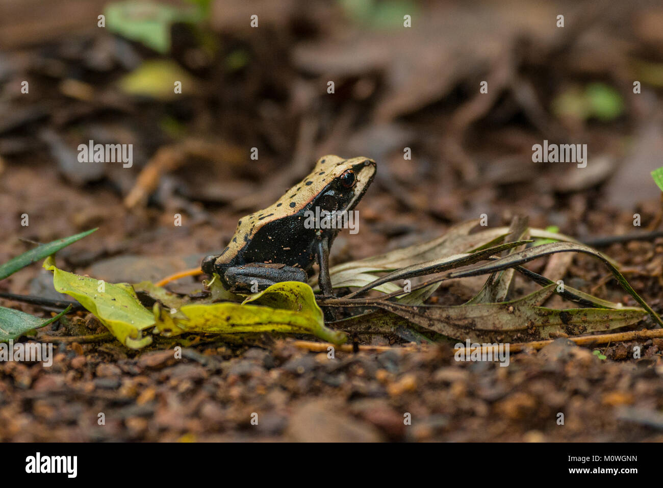 La rana bicolore nelle tenute di caffè di Madykeri. Queste rane sono endemiche per l'India. Foto Stock