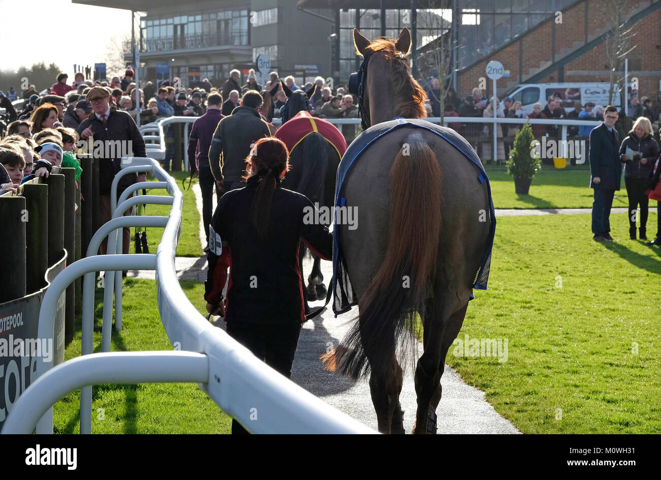 Femmina a piedi del gestore di cavalli da corsa intorno alla parade ring a fakenham gare, Norfolk, Inghilterra Foto Stock