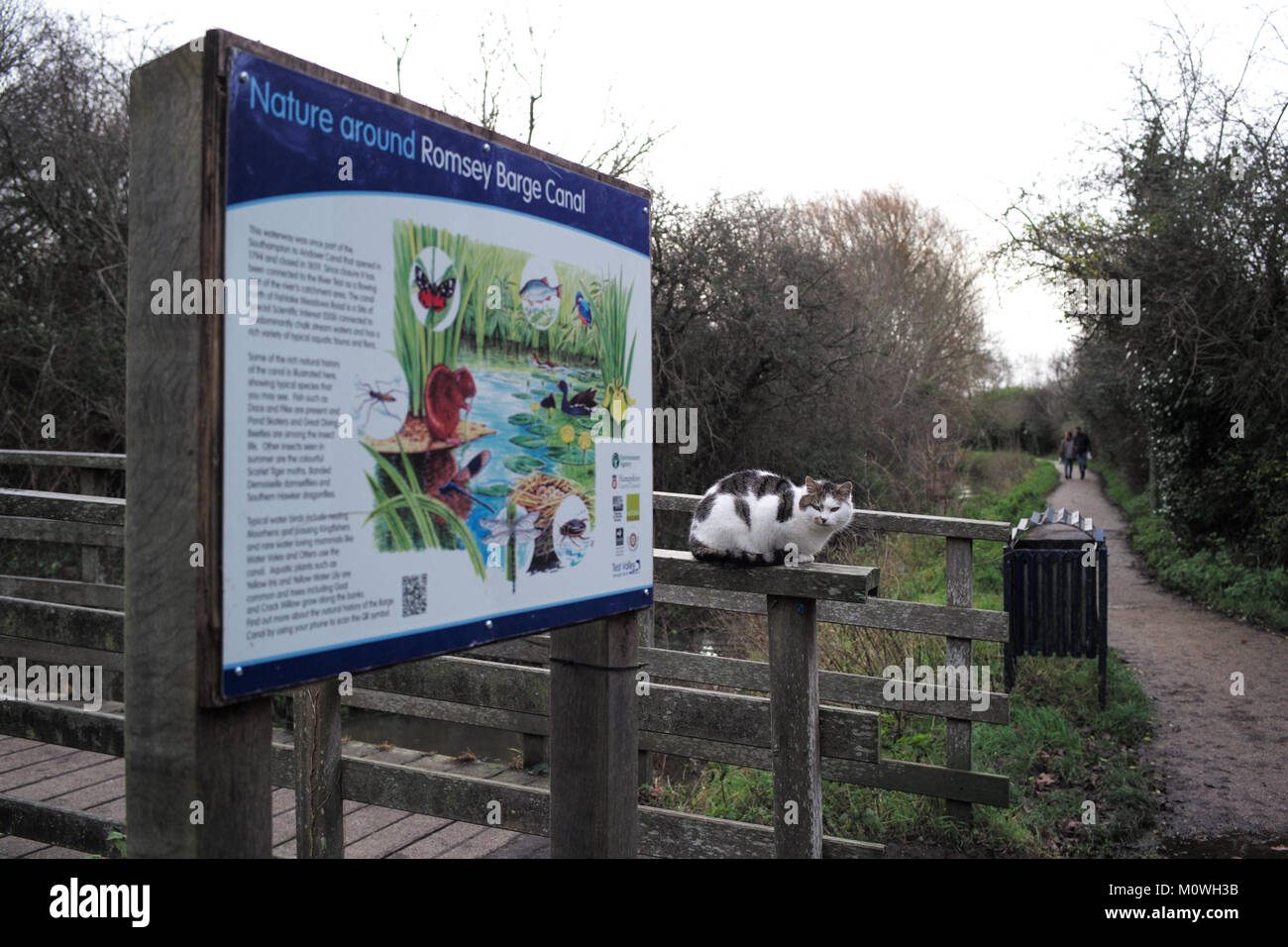 Un gatto bianco si siede sui parapetti e le protezioni di un ponte di legno a Romsey canal Hampshire . Foto Stock