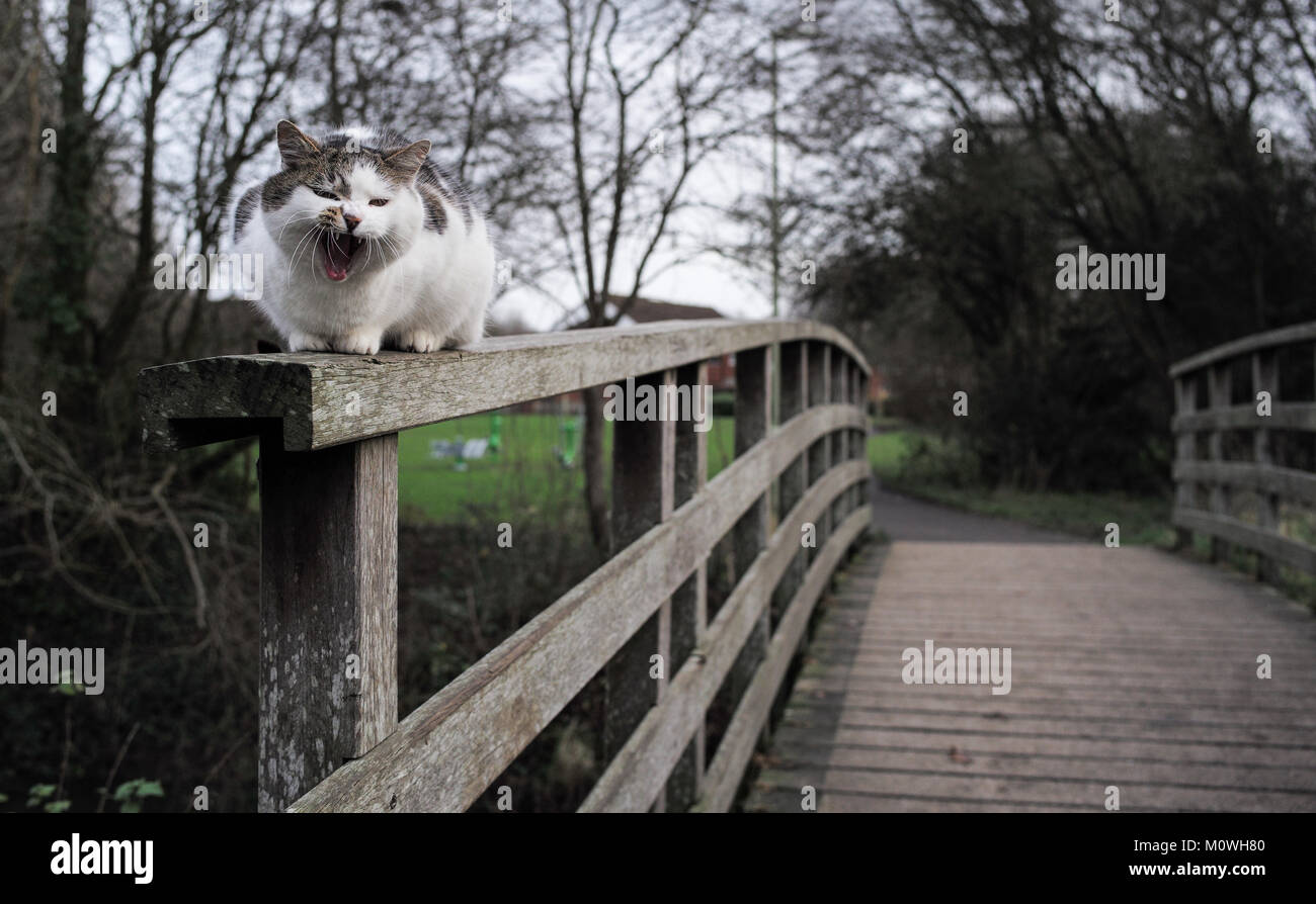 Un gatto bianco si siede sui parapetti e le protezioni di un ponte di legno a Romsey canal Hampshire . Foto Stock