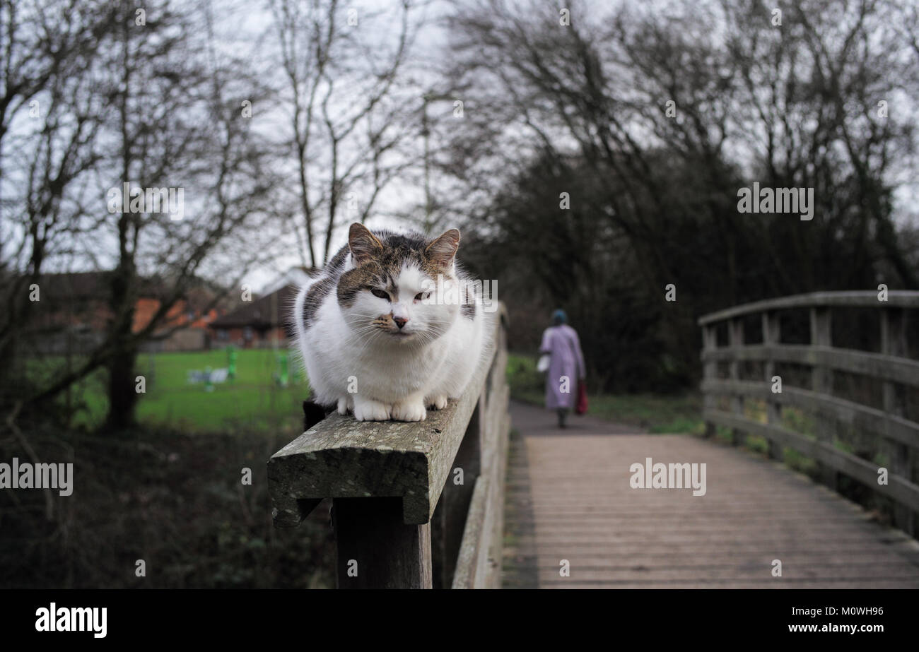 Un gatto bianco si siede sui parapetti e le protezioni di un ponte di legno a Romsey canal Hampshire . Foto Stock