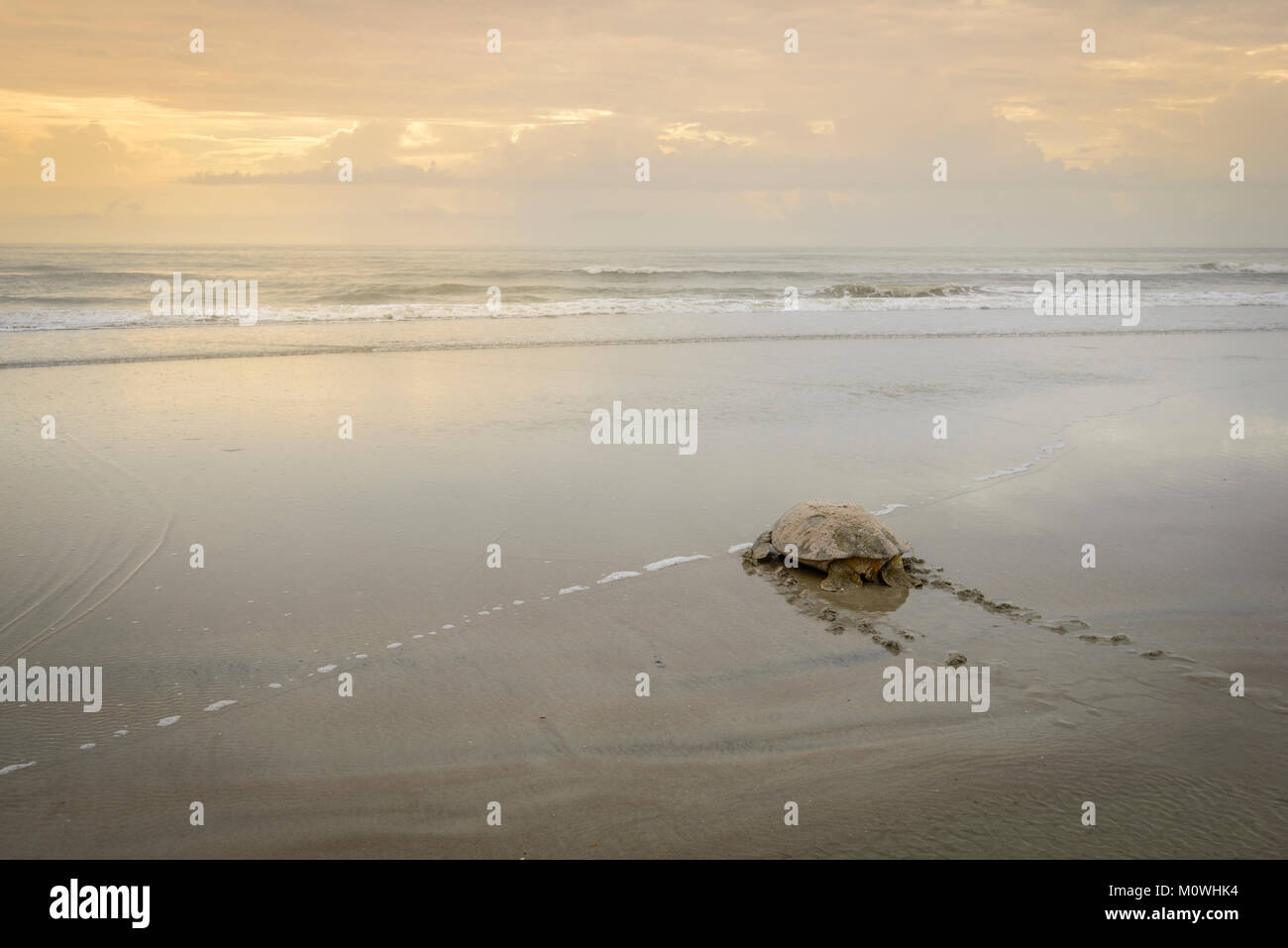 Tartaruga Verde tornando all'Oceano dopo la deposizione delle uova di sunrise Foto Stock