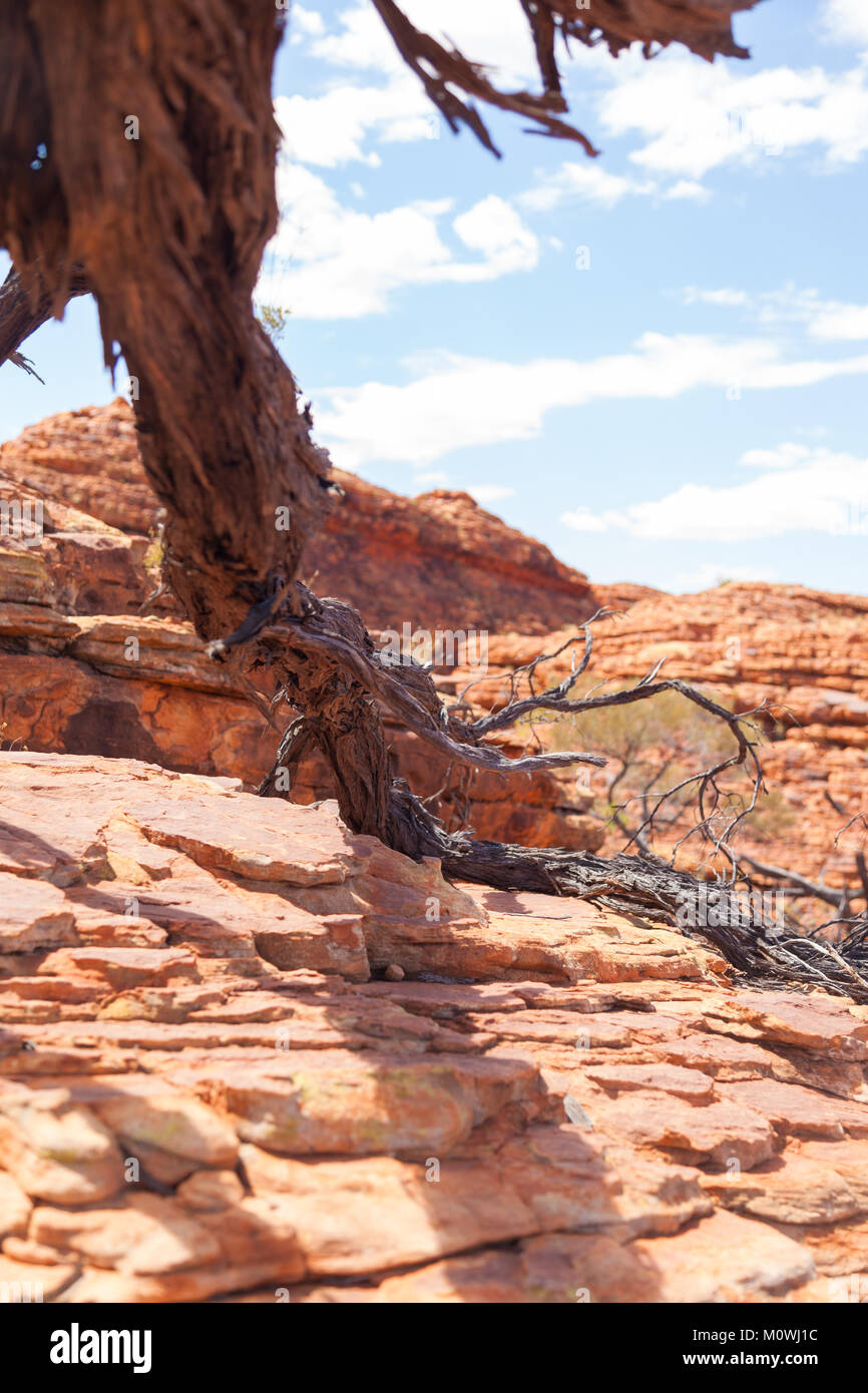 Caduto albero morto e la terra rossa di Outback australiano Foto Stock