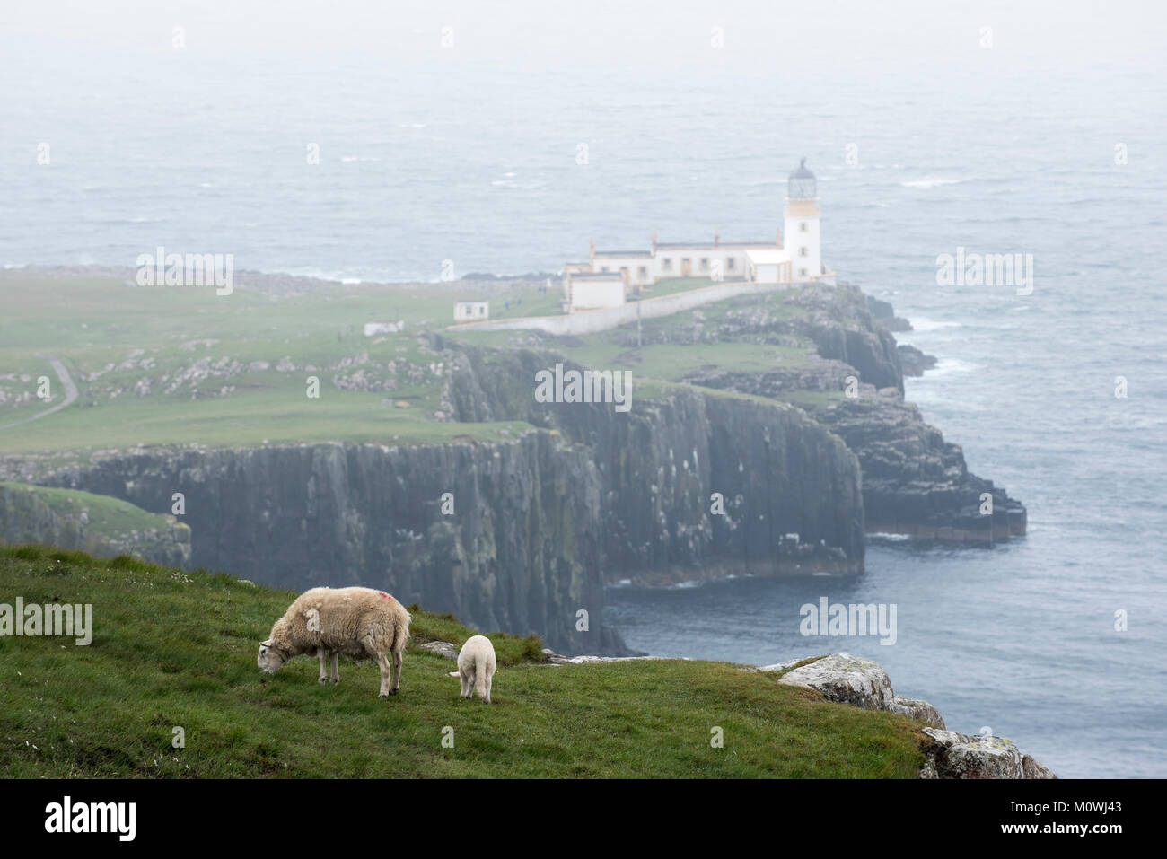 Pecora con agnello di pascolare su una scogliera e Neist Point Lighthouse nella nebbia sull'Isola di Skye, Ebridi Interne, Highlands scozzesi, Scotland, Regno Unito Foto Stock