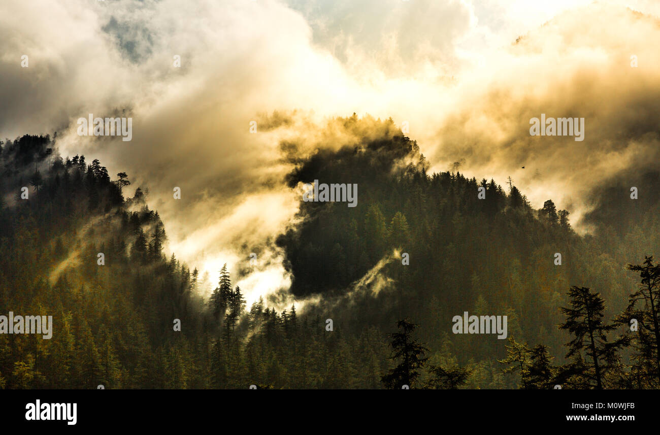 Dense nubi si muovono attraverso la foresta durante il sunrise nel mezzo di alti alberi di conifere in Kasol, Himachal Pradesh, India. Foto Stock