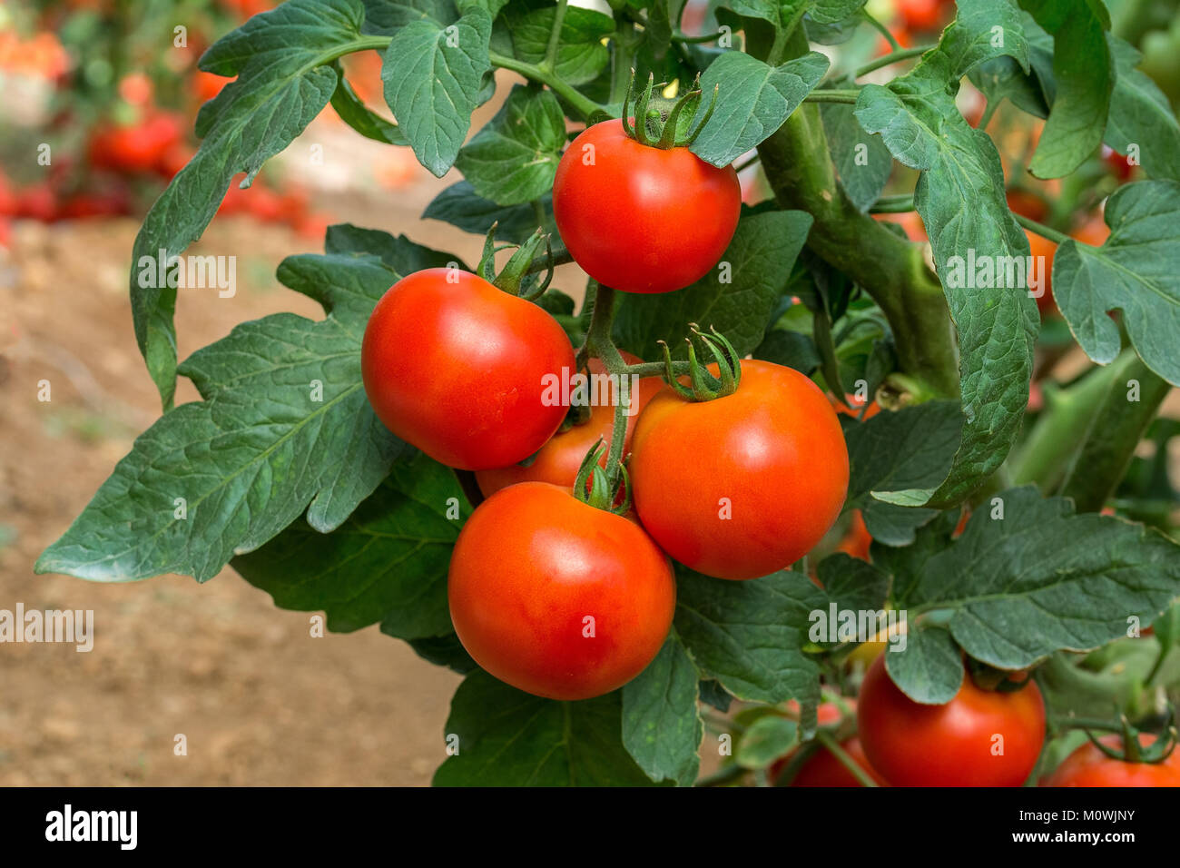 Pomodoro rosso tipo di carni bovine ibrido F1 è indeterminato in una plastica Foto Stock