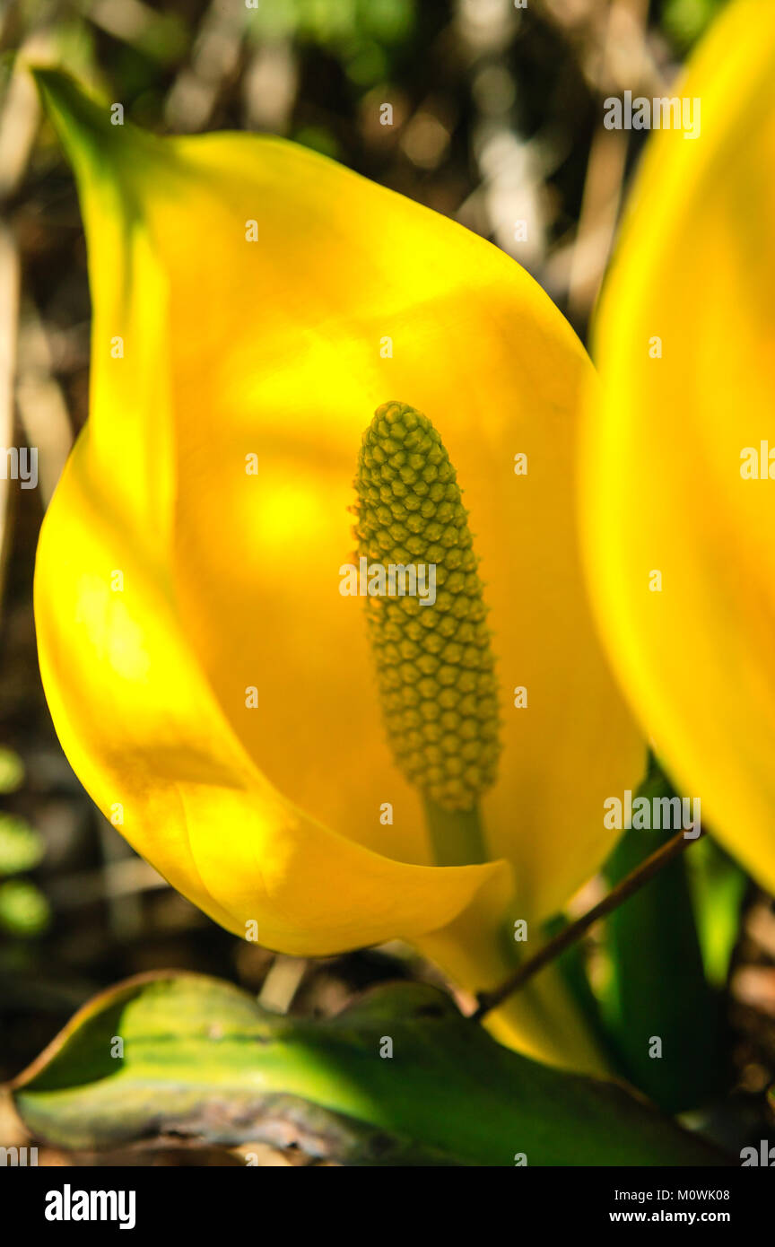 Close-up dettaglio del giallo Skunk cavolo, talvolta anche noto come cavolo di palude Foto Stock