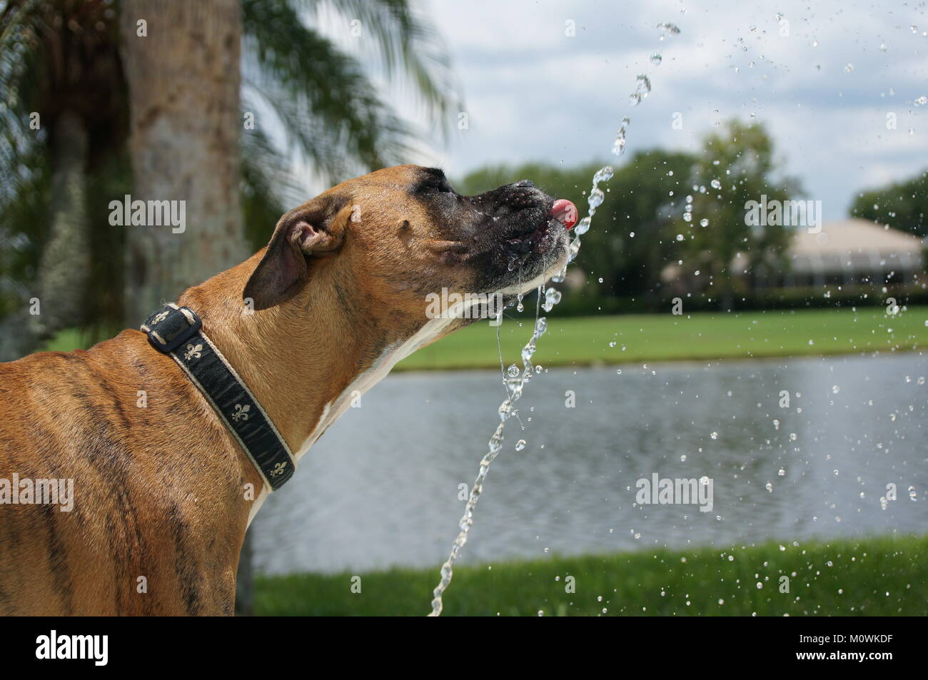 Dog bevande fuori di una fontana in una giornata calda. Foto Stock