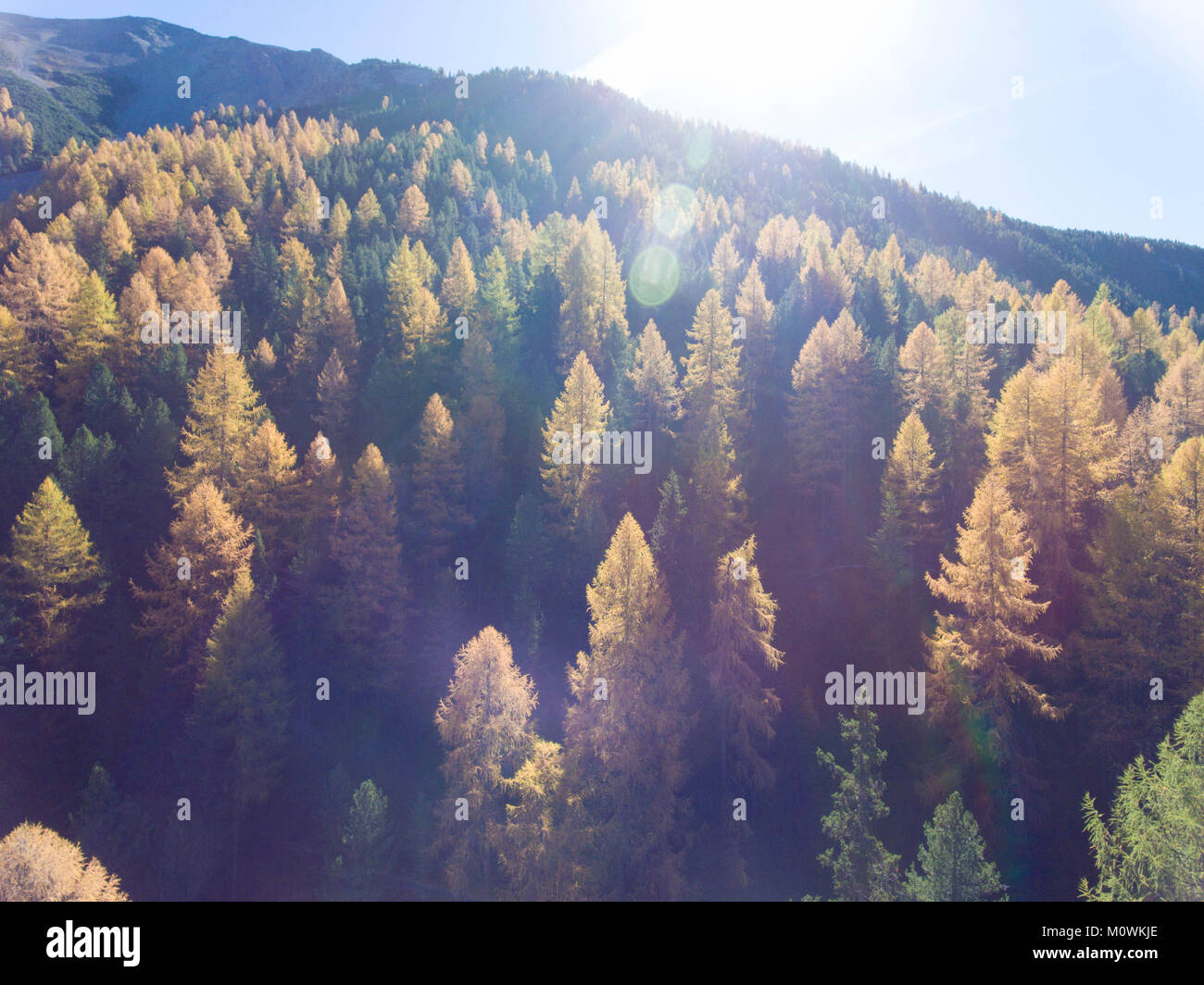 Alberi autunnali nel parco nazionale svizzero Foto Stock