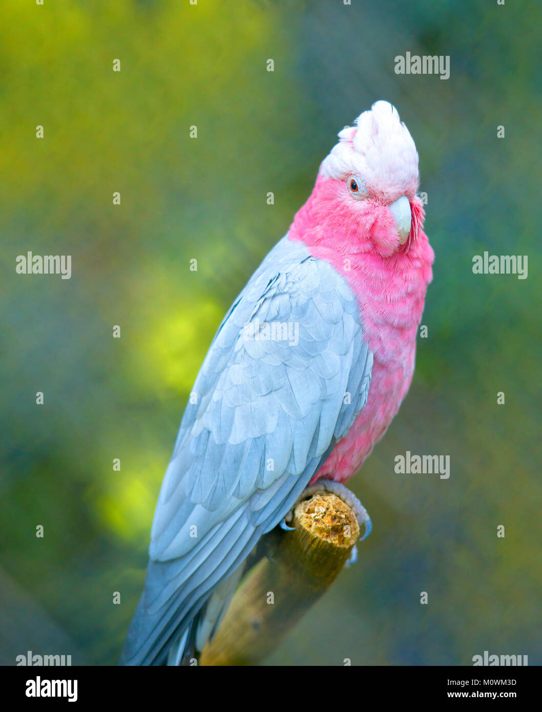 Pappagallo rosa immagini e fotografie stock ad alta risoluzione - Alamy