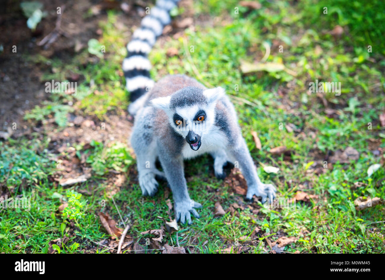Anello arrabbiato-tailed lemur in erba Foto Stock