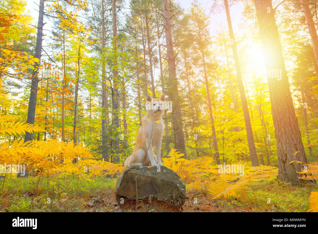 Divertenti cane giapponese Akita Inu cucciolo nella foresta di autunno Foto Stock