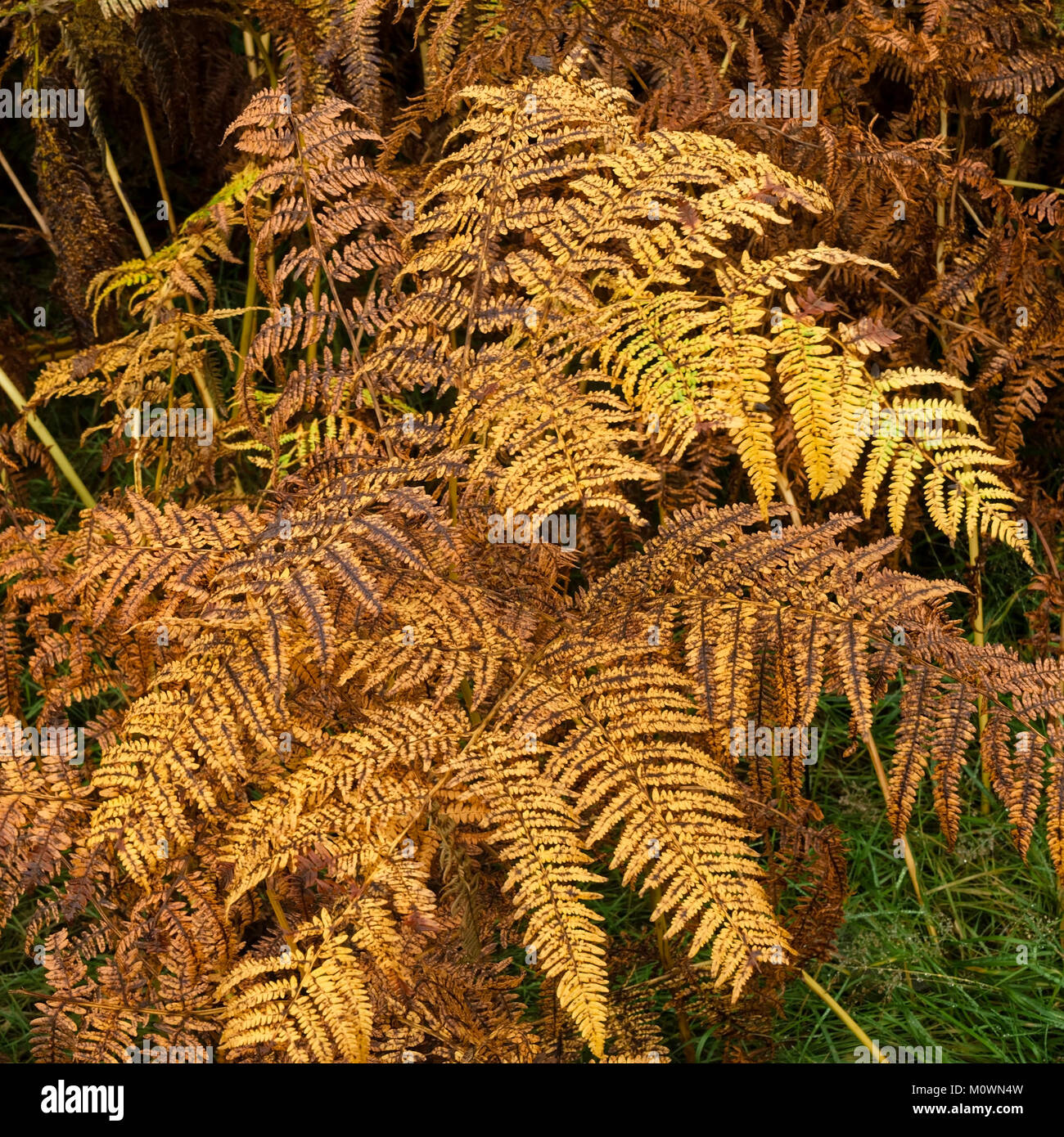 Giallo dorato di fogliame di autunno di felce aquilina fern (Pteridium aquilinum), Inghilterra, Regno Unito. Foto Stock