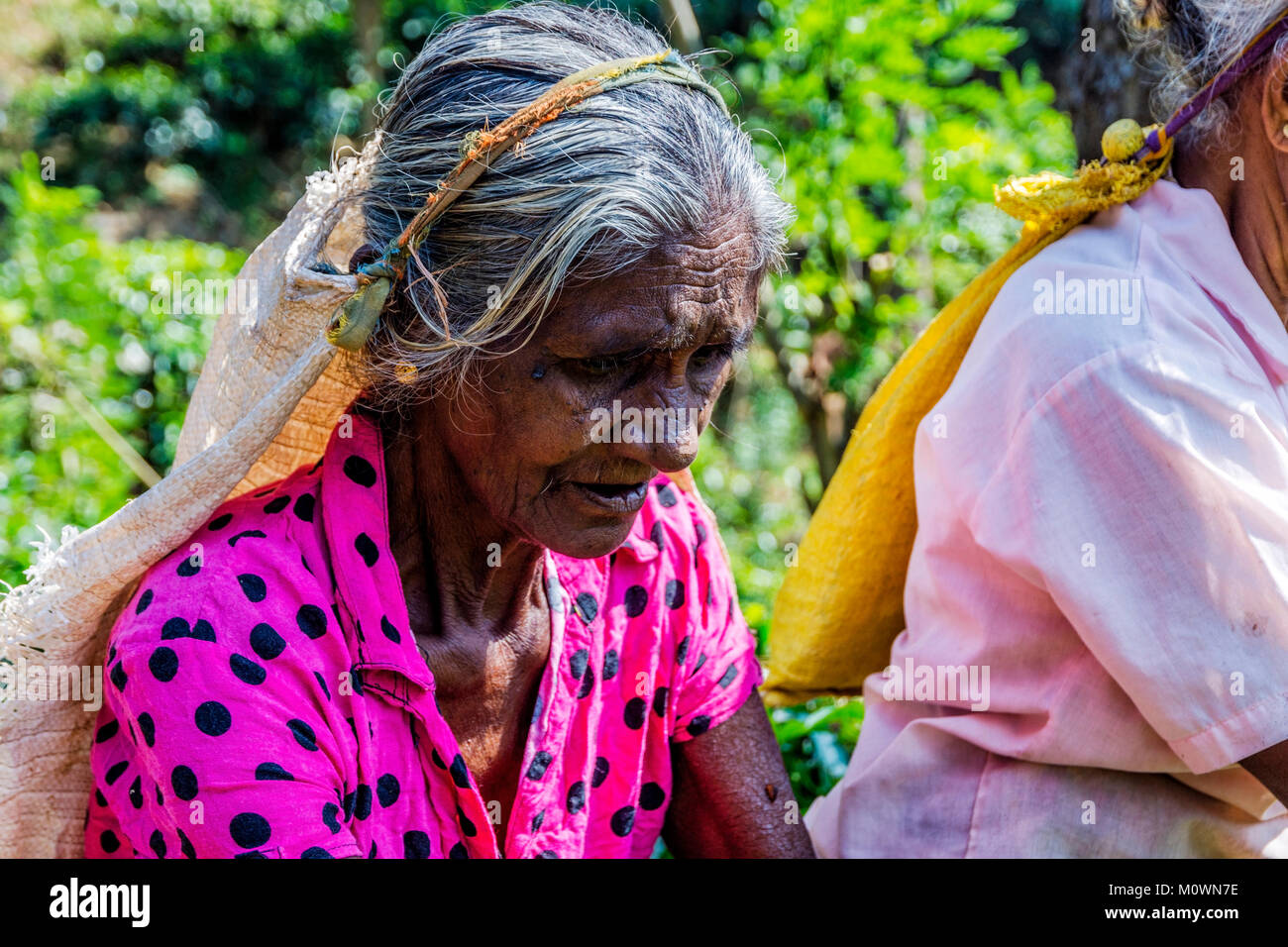 KANDY, SRI LANKA - febbraio 8: Due old ladies spiumatura aka picking tè nella piantagione. Febbraio 2017 Foto Stock
