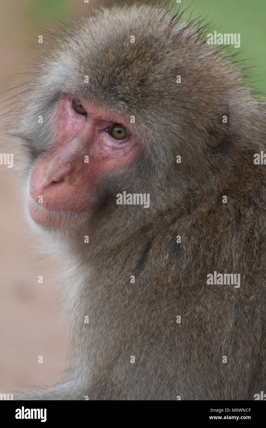 Una femmina di macaco giapponese, noto anche come una scimmia da neve, guardando sopra la sua spalla. Foto Stock