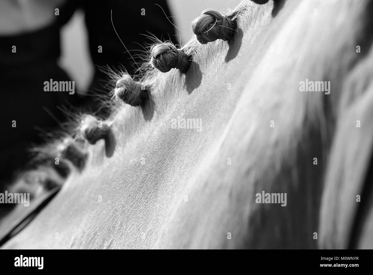 Cavallo Dressage's mane intrecciati fino Foto Stock