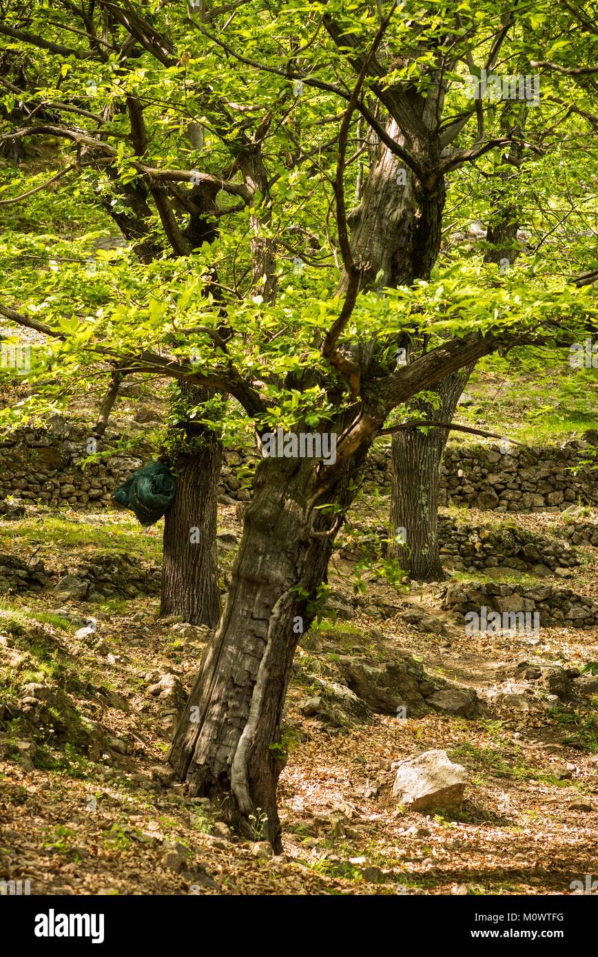 Francia,Ardeche,Genestelle,castagneto Foto Stock