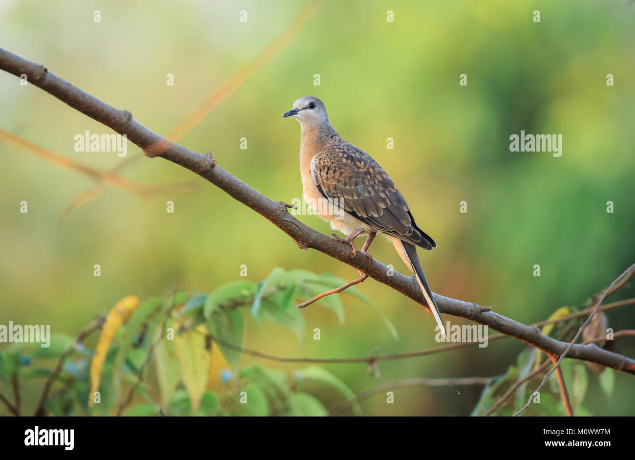 La colomba punteggiata è una piccola e un po' lunga-tailed pigeon che è un comune resident Breeding Bird in tutta la sua gamma nativo sul subcontinente indiano Foto Stock