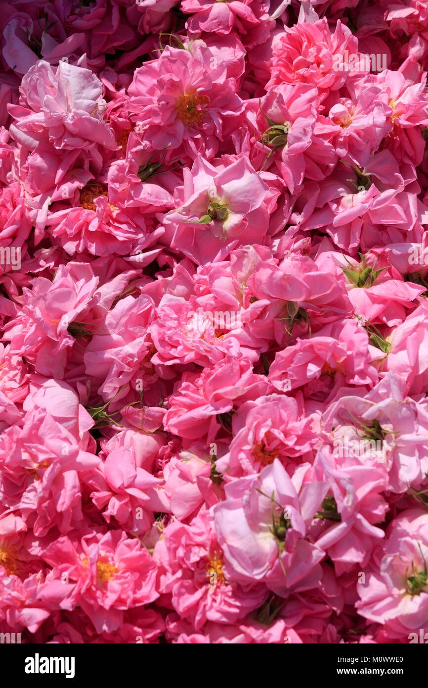 Francia,Alpes Maritimes,Grasse,Sebastien Rodriguez,produttore di rose de  mai (centifolia),membro fondatore della associazione Fleurs d'eccezione du  Pays de Grasse Foto stock - Alamy