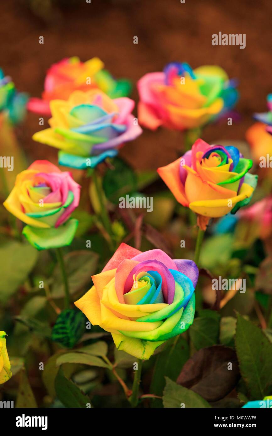 Francia,Alpes Maritimes,Grasse,festa della rosa centifolia,46th  International Rose Exhibition,Rainbowed rose da Peter Van de Werken Foto  stock - Alamy