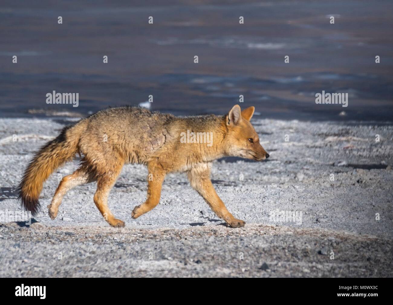 Argentine, Catamarca provincia, Puna desert, el Penon, culpeo o zorro culpeo o fox Andina (Lycalopex culpaeus) Foto Stock