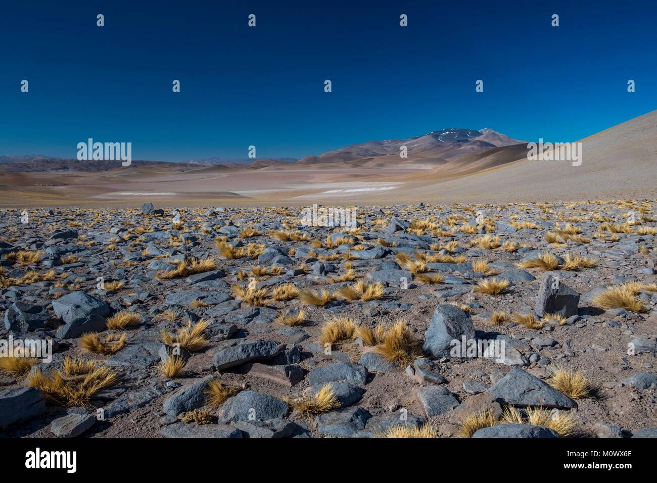 L'Argentina,Catamarca provincia,Puna desert,el Penon,Laguna Blanca Riserva della Biosfera dall'UNESCO Foto Stock