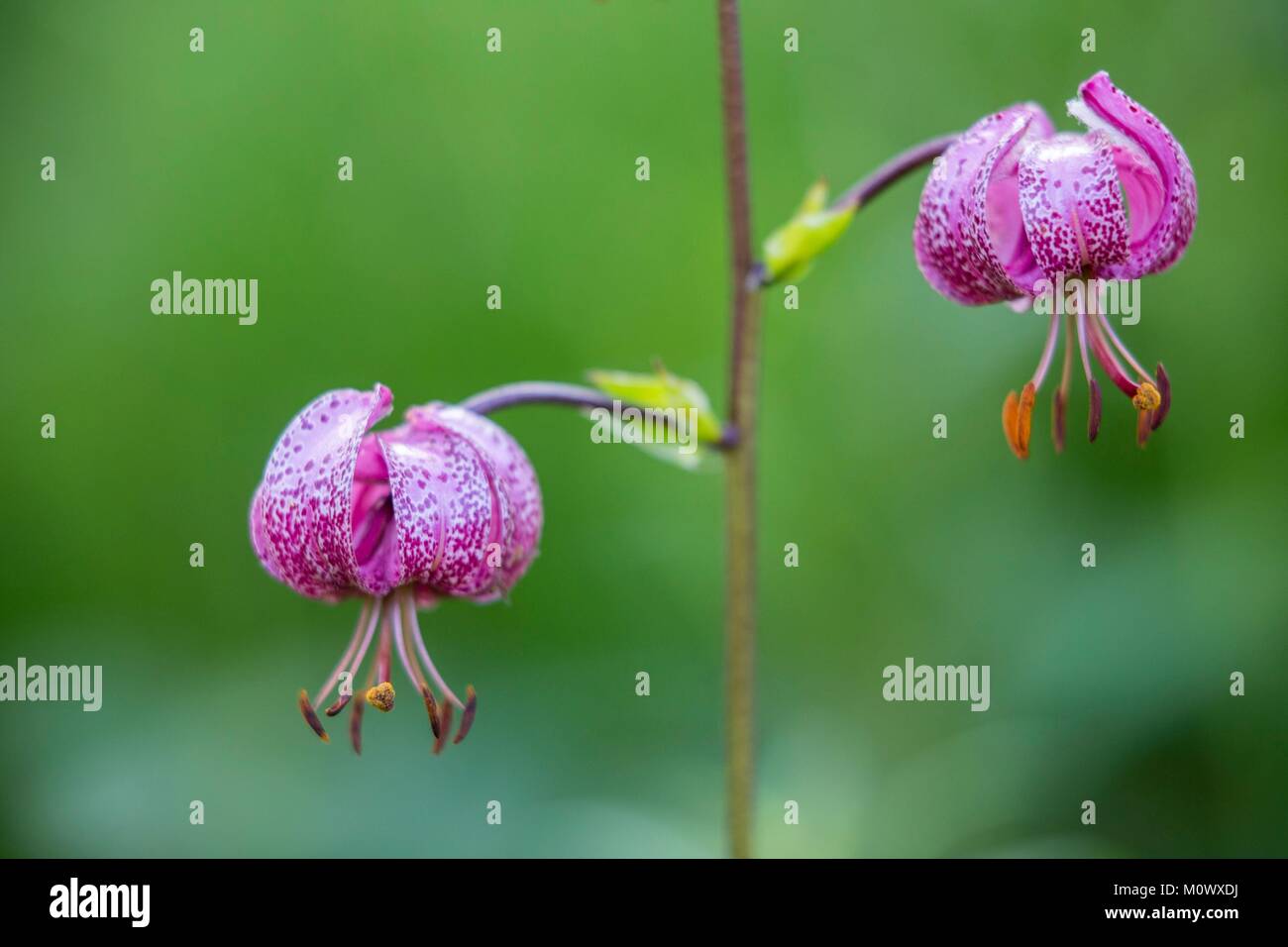 Francia,Alpes Maritimes,il Parco Nazionale del Mercantour,Roya valley,Casterino valley,la fioritura dei Martagon o Turk cappuccio del giglio (Lilium martagon) Foto Stock