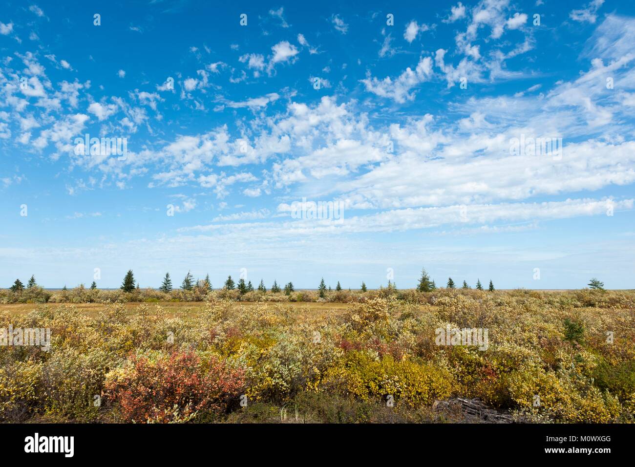 Canada,Manitoba Provincia,della Baia di Hudson,zona intercotidale intorno al Nanuk Polar Bear Lodge tra York fabbrica e Cape Tatnam Foto Stock